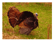 TURKEY GIF